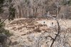 2018-01-16 to 2018-01-20 Bandolier and Jemez NM 022